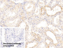 Invitrogen AHR Polyclonal Antibody 200 &mu;L | Buy Online | Invitrogen&trade; | Fisher Scientific