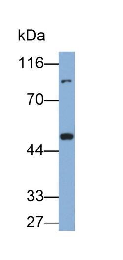 Invitrogen AHR Polyclonal Antibody 200 &mu;L | Buy Online | Invitrogen&trade; | Fisher Scientific