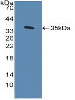 Invitrogen AHR Polyclonal Antibody 200 &mu;L | Buy Online | Invitrogen&trade; | Fisher Scientific