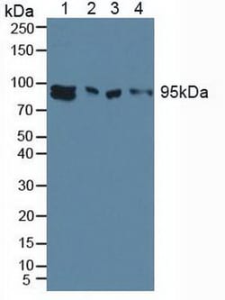 Invitrogen AHR Polyclonal Antibody 200 &mu;L | Buy Online | Invitrogen&trade; | Fisher Scientific