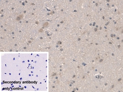 Invitrogen BMAL1 Polyclonal Antibody:Antibodies:Primary Antibodies