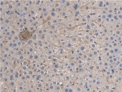 Invitrogen BMAL1 Polyclonal Antibody:Antibodies:Primary Antibodies
