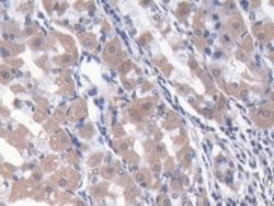 Invitrogen NARS Polyclonal Antibody 200 &mu;L; Unconjugated:Antibodies,
