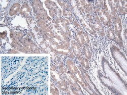 Invitrogen NARS Polyclonal Antibody 200 &mu;L; Unconjugated:Antibodies,