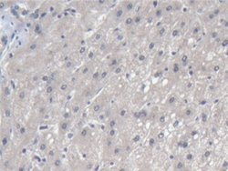 Invitrogen NARS Polyclonal Antibody 200 &mu;L; Unconjugated:Antibodies,