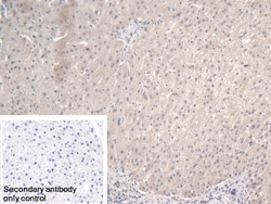 Invitrogen NARS Polyclonal Antibody 200 &mu;L; Unconjugated:Antibodies,