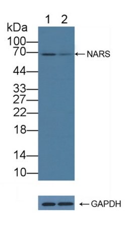 Invitrogen NARS Polyclonal Antibody 200 &mu;L; Unconjugated:Antibodies,