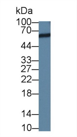 Invitrogen NARS Polyclonal Antibody 200 &mu;L; Unconjugated:Antibodies,