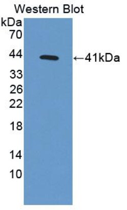 Invitrogen NARS Polyclonal Antibody 200 &mu;L; Unconjugated:Antibodies,
