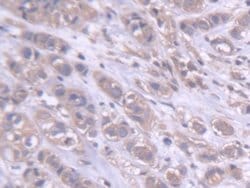 Invitrogen DARS Polyclonal Antibody 20 &mu;L; Unconjugated:Antibodies,