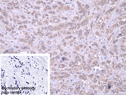 Invitrogen DARS Polyclonal Antibody 200 &mu;L; Unconjugated:Antibodies,