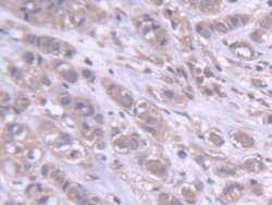 Invitrogen DARS Polyclonal Antibody 20 &mu;L; Unconjugated:Antibodies,
