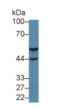 Invitrogen DARS Polyclonal Antibody 20 &mu;L; Unconjugated:Antibodies,