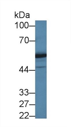 Invitrogen DARS Polyclonal Antibody 20 &mu;L; Unconjugated:Antibodies,