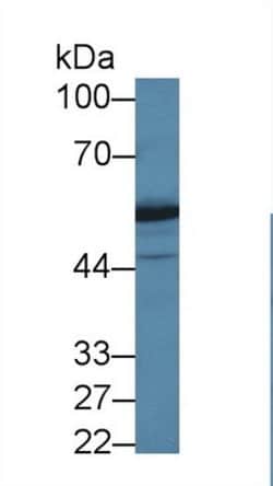Invitrogen DARS Polyclonal Antibody 20 &mu;L; Unconjugated:Antibodies,