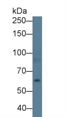 Invitrogen ABCA3 Polyclonal Antibody 200 &mu;L; Unconjugated:Antibodies,