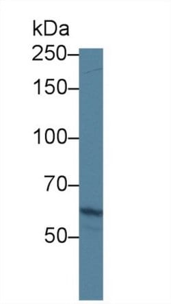 Invitrogen ABCA3 Polyclonal Antibody 200 &mu;L; Unconjugated:Antibodies,