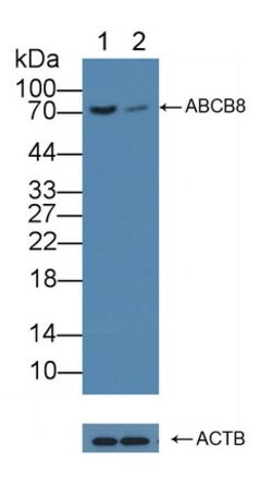 Invitrogen ABCB8 Polyclonal Antibody:Antibodies:Primary Antibodies