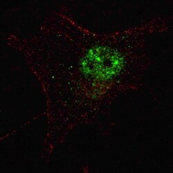 Invitrogen PDX1 Polyclonal Antibody 400 &mu;L; Unconjugated:Antibodies,