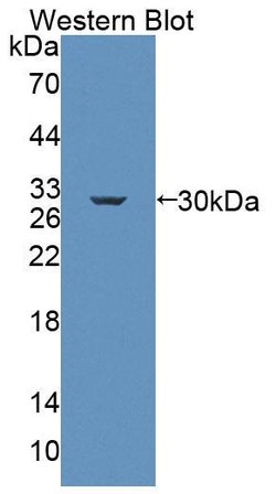 Invitrogen MRP6 Polyclonal Antibody 20 &mu;L; Unconjugated:Antibodies,