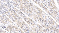 Invitrogen ABCF1 Polyclonal Antibody 20 &mu;L; Unconjugated:Antibodies,