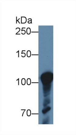 Invitrogen ABCF1 Polyclonal Antibody 20 &mu;L; Unconjugated:Antibodies,