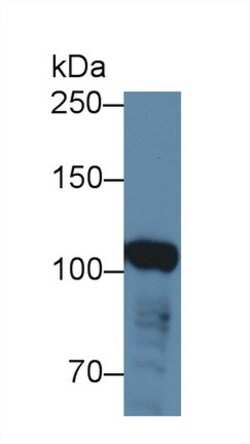 Invitrogen ABCF1 Polyclonal Antibody 200 &mu;L; Unconjugated:Antibodies,