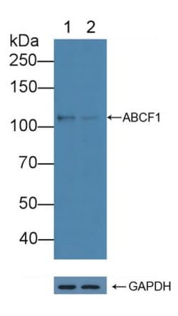 Invitrogen ABCF1 Polyclonal Antibody 20 &mu;L; Unconjugated:Antibodies,