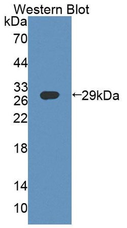 Invitrogen ABCF1 Polyclonal Antibody 20 &mu;L; Unconjugated:Antibodies,