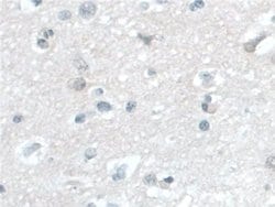Invitrogen BANF1 Polyclonal Antibody 200 &mu;L; Unconjugated:Antibodies,