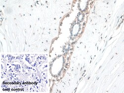 Invitrogen BANF1 Polyclonal Antibody 200 &mu;L; Unconjugated:Antibodies,