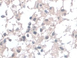 Invitrogen BANF1 Polyclonal Antibody 200 &mu;L; Unconjugated:Antibodies,