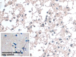 Invitrogen BANF1 Polyclonal Antibody 200 &mu;L; Unconjugated:Antibodies,