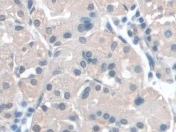 Invitrogen BANF1 Polyclonal Antibody 200 &mu;L; Unconjugated:Antibodies,