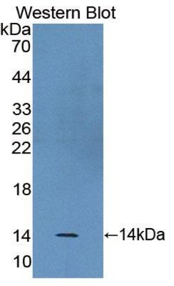 Invitrogen BANF1 Polyclonal Antibody 200 &mu;L; Unconjugated:Antibodies,