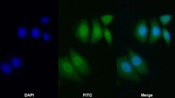 Invitrogen Bcl-2 Polyclonal Antibody:Antibodies:Primary Antibodies