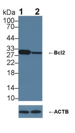 Invitrogen Bcl-2 Polyclonal Antibody:Antibodies:Primary Antibodies