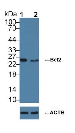 Invitrogen Bcl-2 Polyclonal Antibody:Antibodies:Primary Antibodies