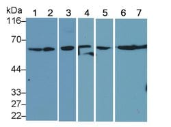 Invitrogen Beclin 1 Polyclonal Antibody:Antibodies:Primary Antibodies