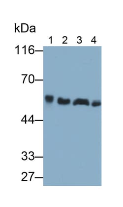 Invitrogen Beclin 1 Polyclonal Antibody:Antibodies:Primary Antibodies