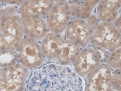 Invitrogen UPB1 Polyclonal Antibody 20 &mu;L; Unconjugated:Antibodies,