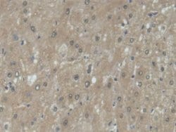 Invitrogen UPB1 Polyclonal Antibody 20 &mu;L; Unconjugated:Antibodies,