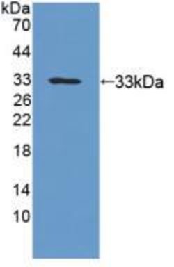 Invitrogen UPB1 Polyclonal Antibody 20 &mu;L; Unconjugated:Antibodies,