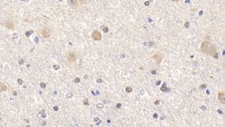 Invitrogen BID Polyclonal Antibody 200 &mu;L; Unconjugated:Antibodies,