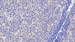 Invitrogen BID Polyclonal Antibody 200 &mu;L; Unconjugated:Antibodies,