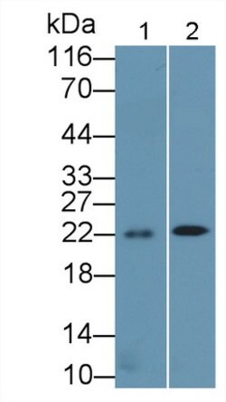 Invitrogen BID Polyclonal Antibody 200 &mu;L; Unconjugated:Antibodies,