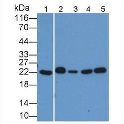 Invitrogen BID Polyclonal Antibody 200 &mu;L; Unconjugated:Antibodies,