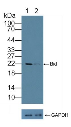 Invitrogen BID Polyclonal Antibody 200 &mu;L; Unconjugated:Antibodies,