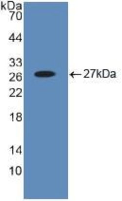 Invitrogen BID Polyclonal Antibody 200 &mu;L; Unconjugated:Antibodies,