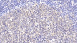 Invitrogen Biliverdin Reductase Polyclonal Antibody 20 &mu;L; Unconjugated:Antibodies,
